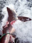 Giant%20Shark.jpg