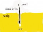 site1.gif.jpg