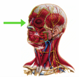mimic musculature.png