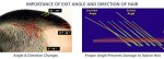 graft_angle.jpg